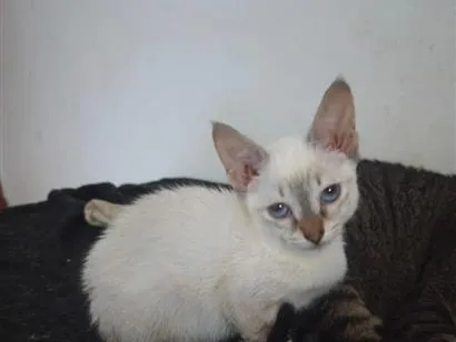 Gato raça SRD-ViraLata idade 2 a 6 meses nome Cristal
