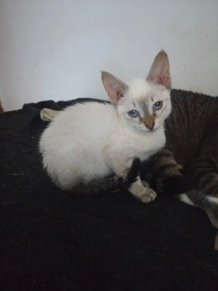 Gato raça SRD-ViraLata idade 2 a 6 meses nome Cristal