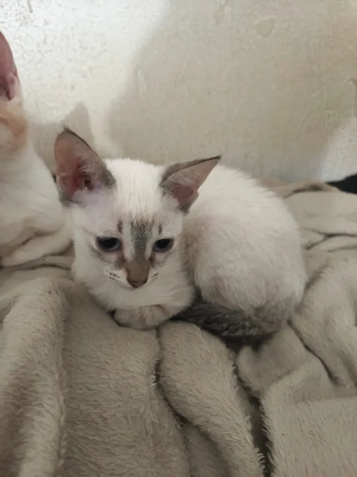 Gato raça SRD-ViraLata idade 2 a 6 meses nome Cristal