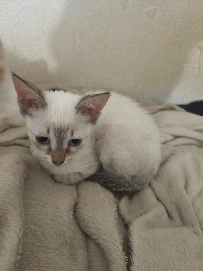Gato raça SRD-ViraLata idade 2 a 6 meses nome Cristal