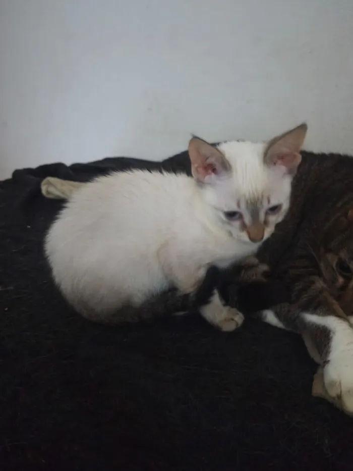Gato raça SRD-ViraLata idade 2 a 6 meses nome Cristal