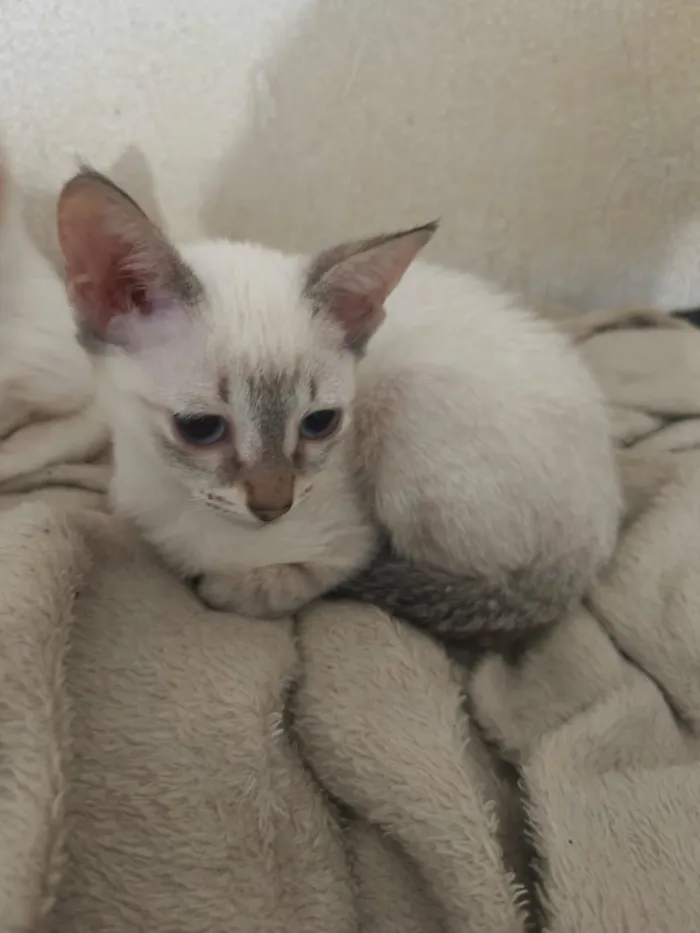 Gato raça SRD-ViraLata idade 2 a 6 meses nome Cristal
