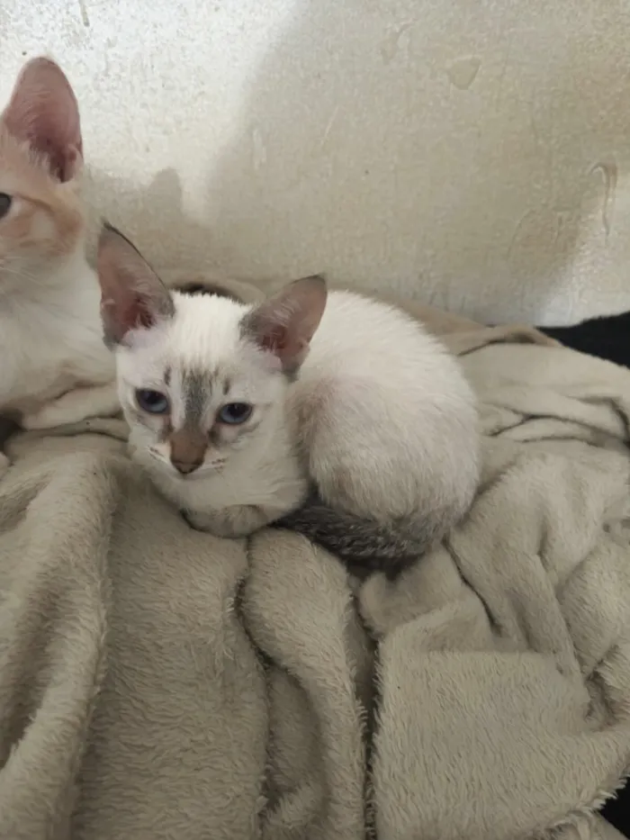 Gato raça SRD-ViraLata idade 2 a 6 meses nome Cristal