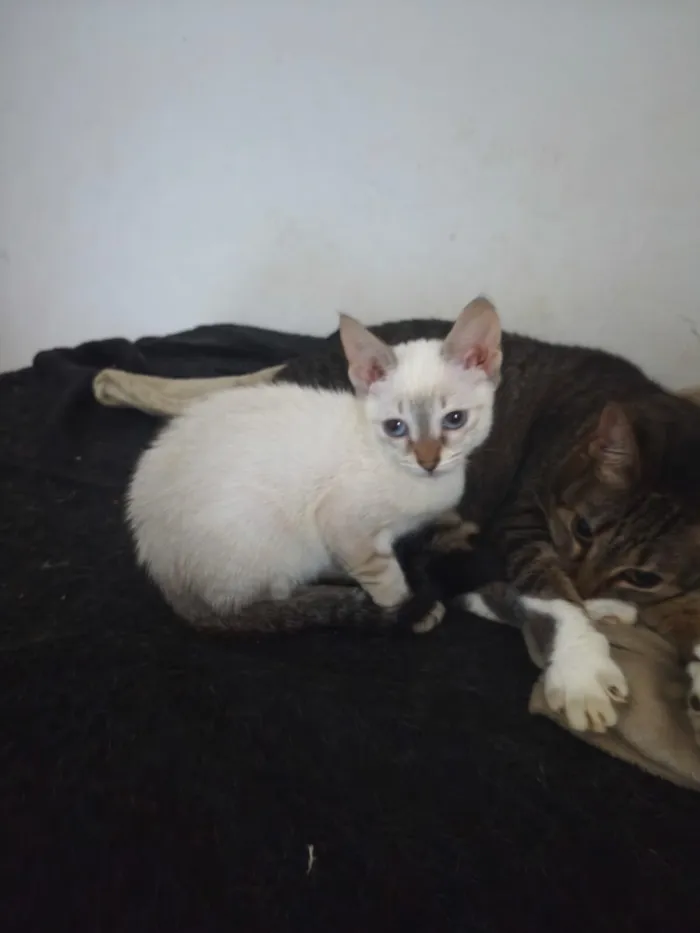 Gato raça SRD-ViraLata idade 2 a 6 meses nome Cristal
