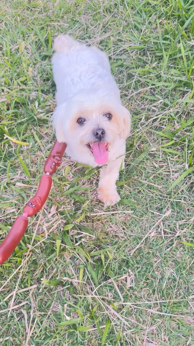 Cachorro raça Shitzu idade 6 ou mais anos nome Maia