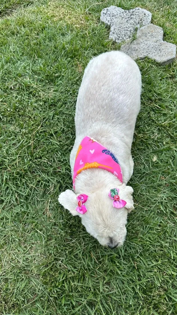 Cachorro raça Shitzu idade 6 ou mais anos nome Maia