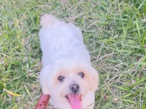 Cachorro raça Shitzu idade 6 ou mais anos nome Maia