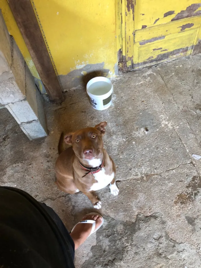 Cachorro raça Pit-Bull idade 7 a 11 meses nome Kiara