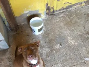 Cachorro raça Pit-Bull idade 7 a 11 meses nome Kiara