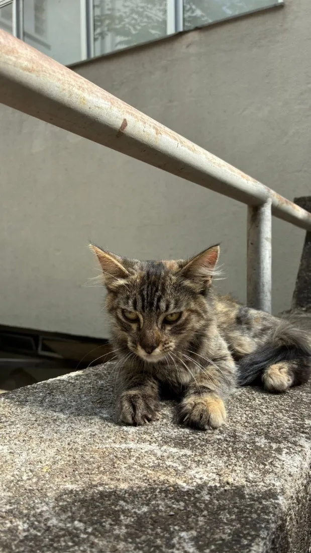 Gato raça SRD-ViraLata idade 2 a 6 meses nome Matilda