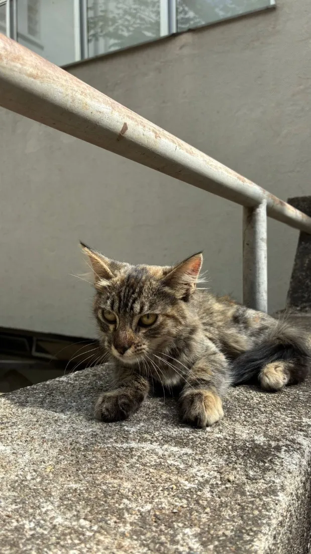 Gato raça SRD-ViraLata idade 2 a 6 meses nome Matilda