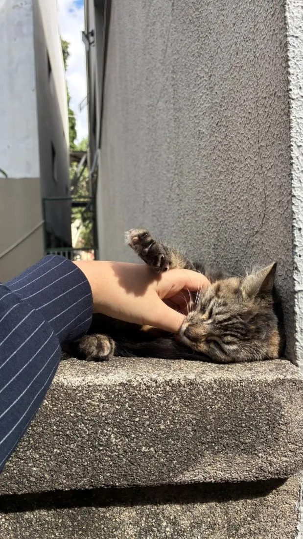 Gato raça SRD-ViraLata idade 2 a 6 meses nome Matilda