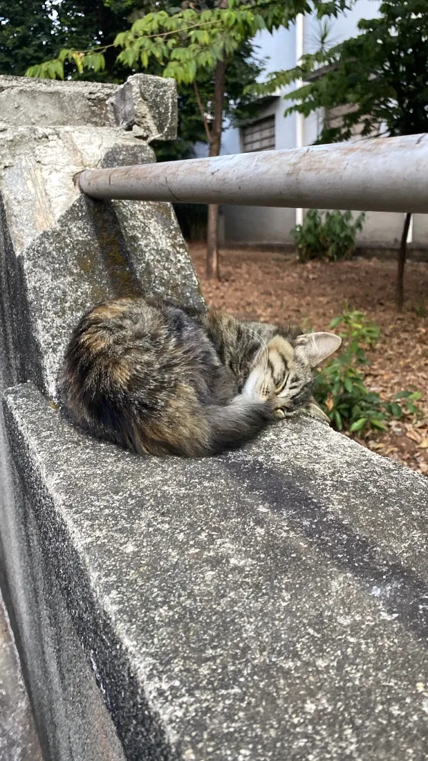Gato raça SRD-ViraLata idade 2 a 6 meses nome Matilda