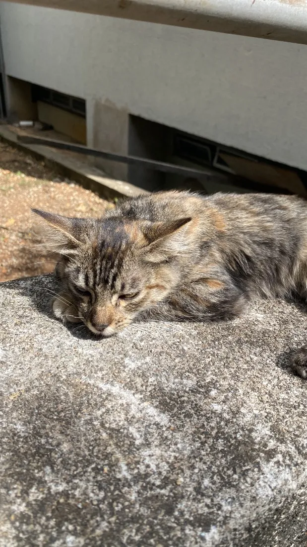 Gato raça SRD-ViraLata idade 2 a 6 meses nome Matilda