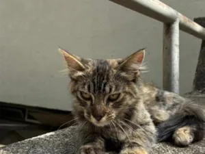 Gato raça SRD-ViraLata idade 2 a 6 meses nome Matilda