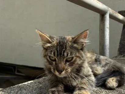 Gato raça SRD-ViraLata idade 2 a 6 meses nome Matilda