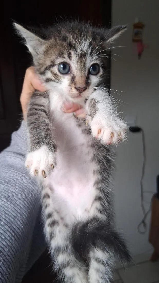 Gato raça SRD-ViraLata idade 2 a 6 meses nome Gray