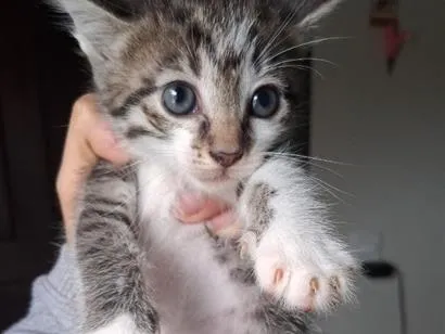Gato raça SRD-ViraLata idade 2 a 6 meses nome Gray