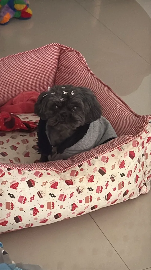 Cachorro raça Shitzu idade 6 ou mais anos nome Nina