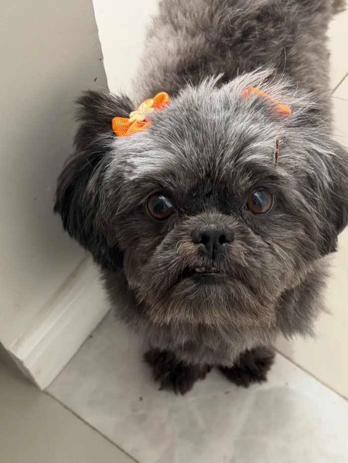 Cachorro raça Shitzu idade 6 ou mais anos nome Nina