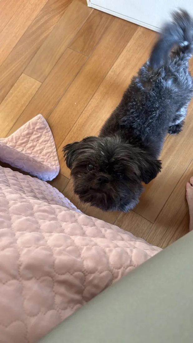 Cachorro raça Shitzu idade 6 ou mais anos nome Nina