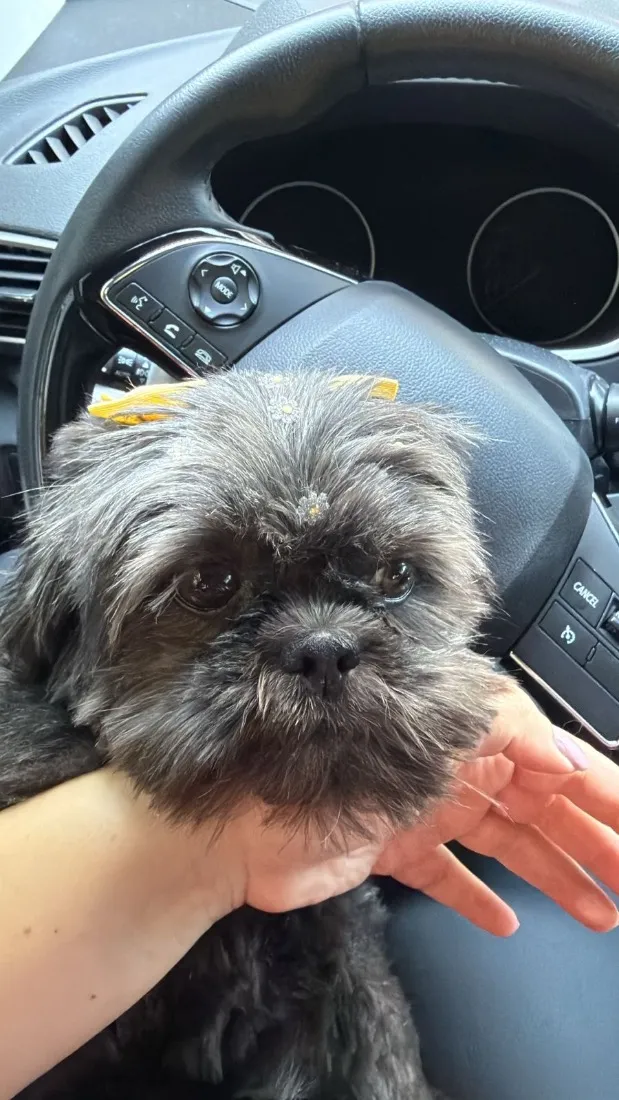 Cachorro raça Shitzu idade 6 ou mais anos nome Nina