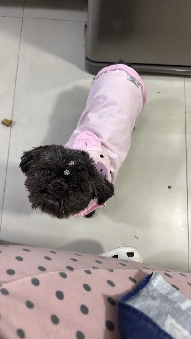 Cachorro raça Shitzu idade 6 ou mais anos nome Nina