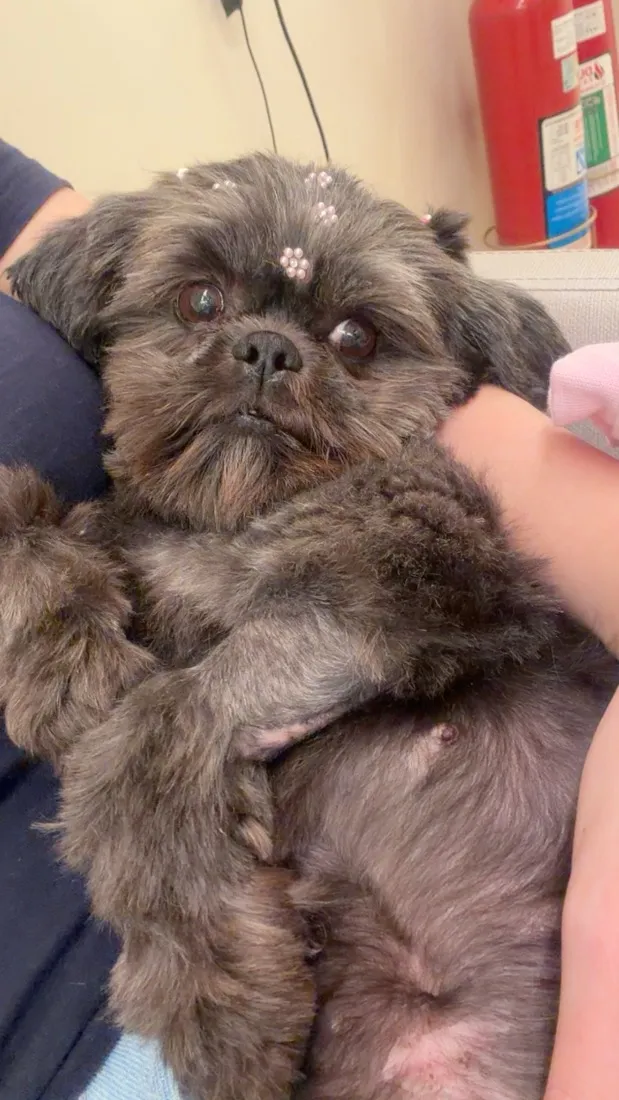 Cachorro raça Shitzu idade 6 ou mais anos nome Nina