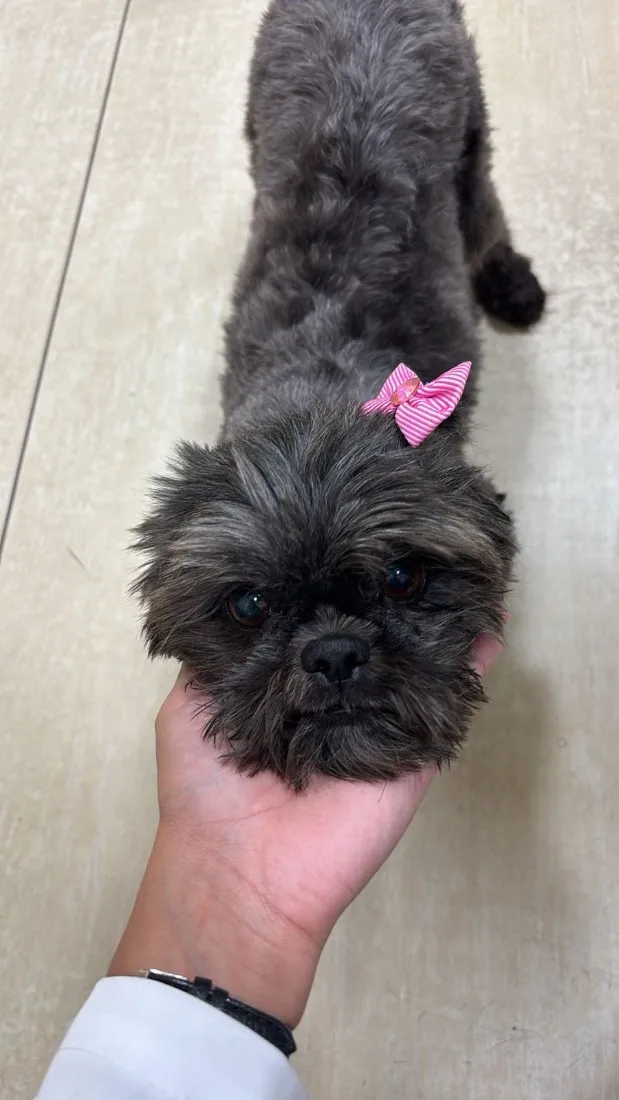 Cachorro raça Shitzu idade 6 ou mais anos nome Nina