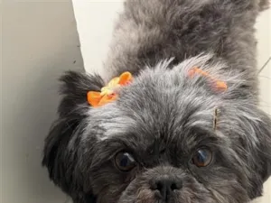 Cachorro raça Shitzu idade 6 ou mais anos nome Nina