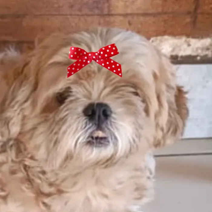 Cachorro raça Shitzu idade 7 a 11 meses nome Luna 