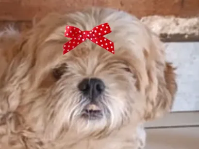 Cachorro raça Shitzu idade 7 a 11 meses nome Luna 