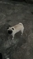 Filó