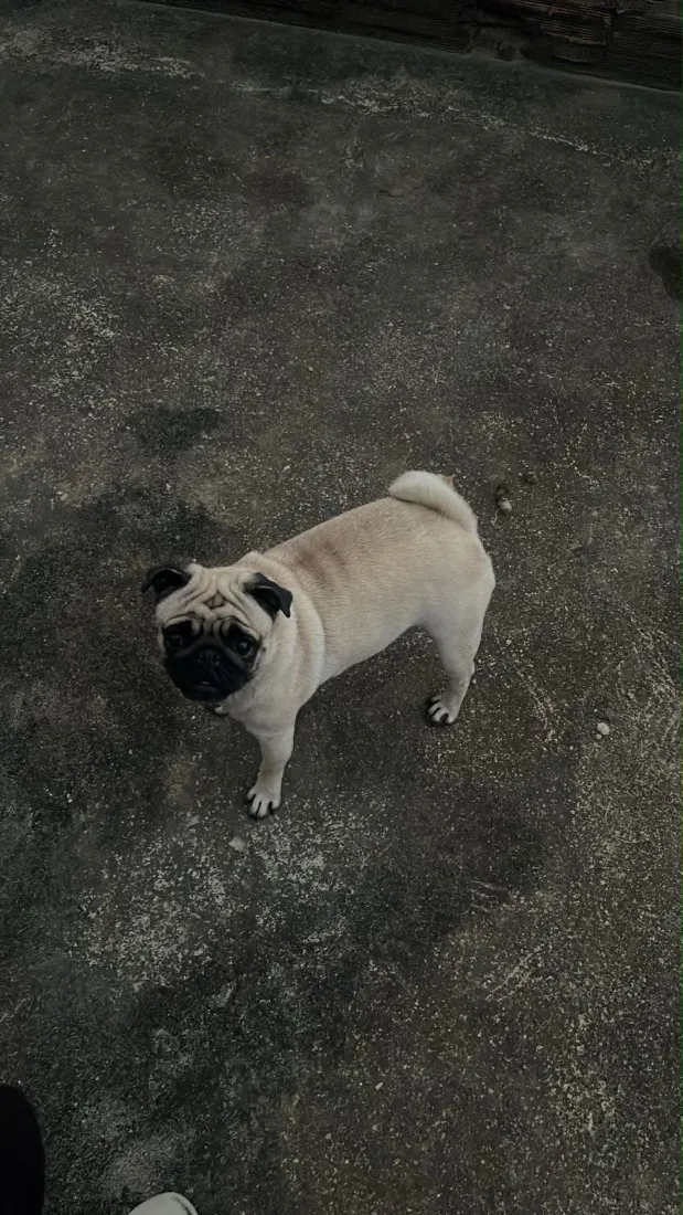 Cachorro raça SRD-ViraLata idade 1 ano nome Filó