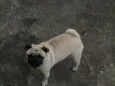 Filó