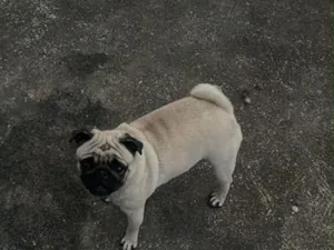Cachorro raça SRD-ViraLata idade 1 ano nome Filó