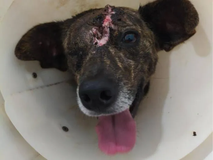 Cachorro raça SRD-ViraLata idade 2 anos nome Sardinha