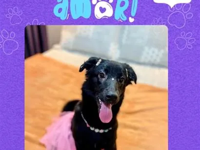 Cachorro raça SRD-ViraLata idade 7 a 11 meses nome Pitty