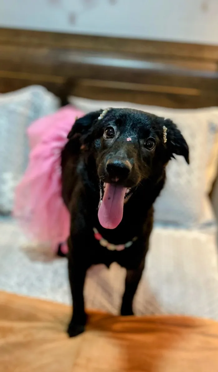 Cachorro raça SRD-ViraLata idade 7 a 11 meses nome Pitty