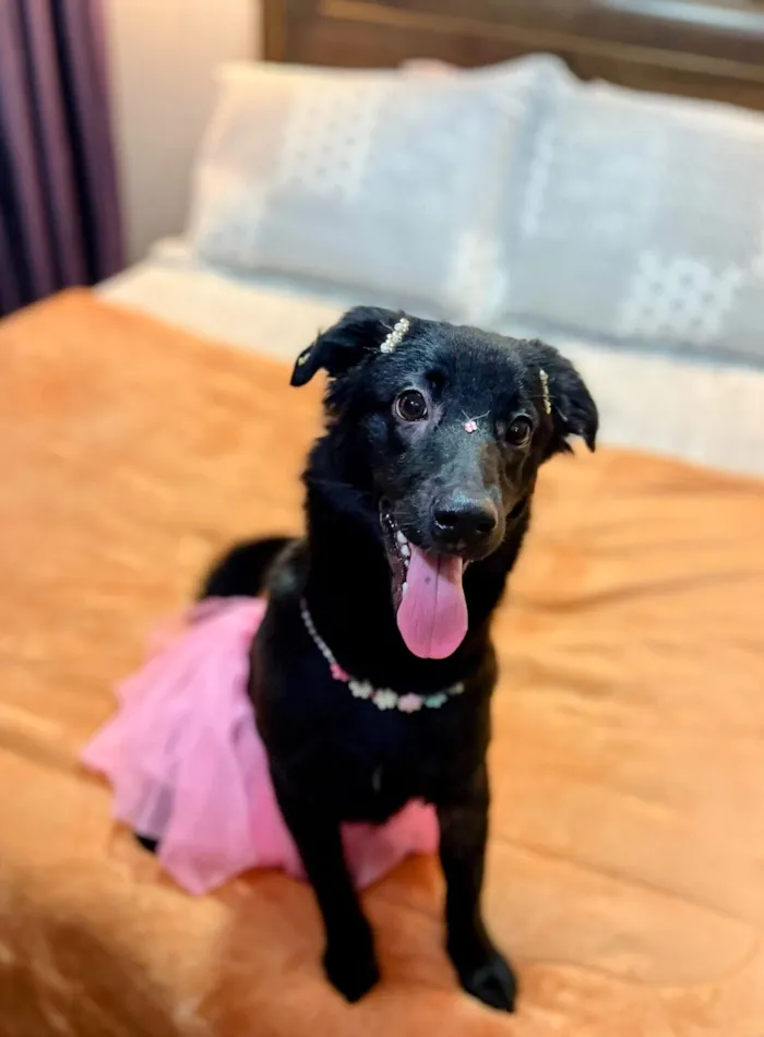 Cachorro raça SRD-ViraLata idade 7 a 11 meses nome Pitty