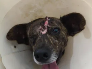 Cachorro raça SRD-ViraLata idade 2 anos nome Sardinha