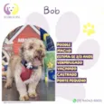 Bob