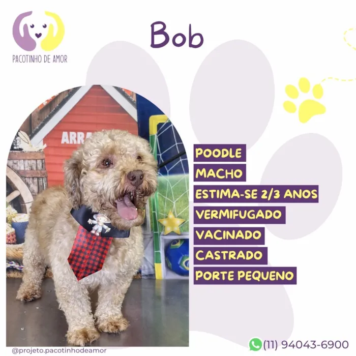 Cachorro raça Poodle idade 2 anos nome Bob