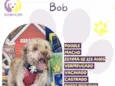 Bob