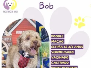 Cachorro raça Poodle idade 2 anos nome Bob