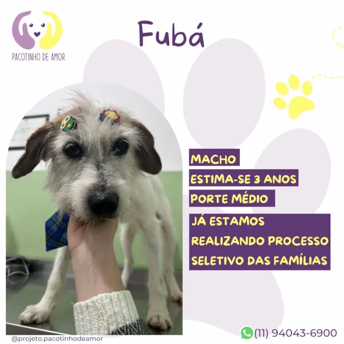 Cachorro raça SRD-ViraLata idade 3 anos nome Fubá