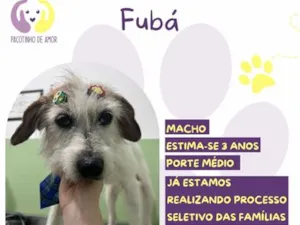 Cachorro raça SRD-ViraLata idade 3 anos nome Fubá
