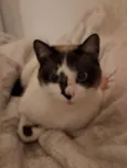Atuba