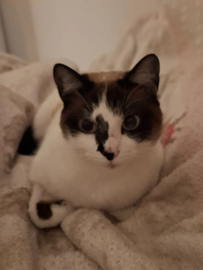 Gato raça SRD-ViraLata idade 2 anos nome Atuba