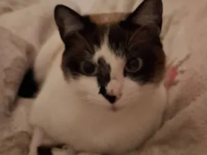Gato raça SRD-ViraLata idade 2 anos nome Atuba